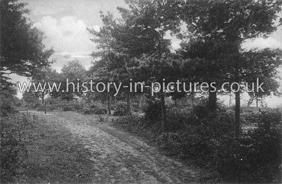The Woods, Benfleet, Essex. c.1913
